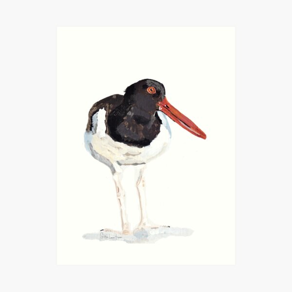 Oyster Catcher Art Print
