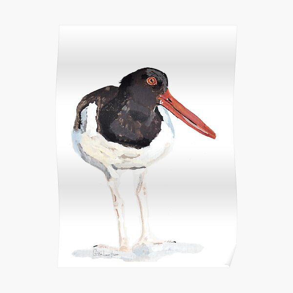 Oyster Catcher Poster
