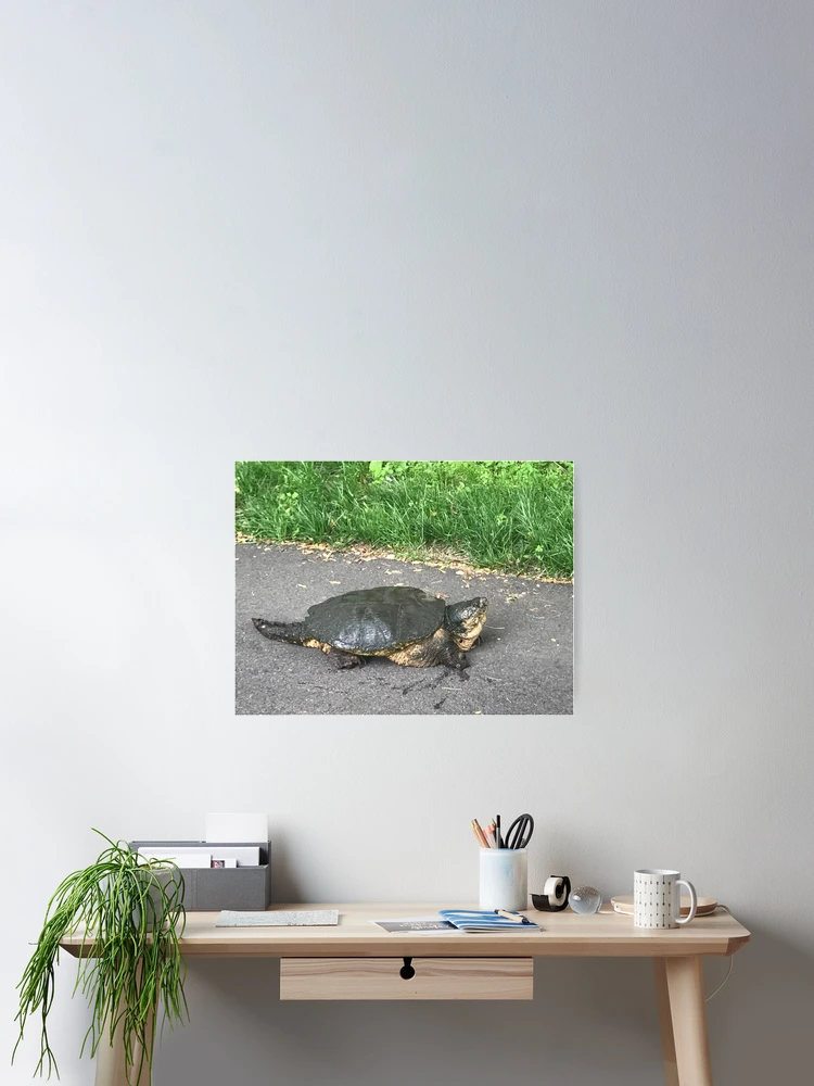 Thumbnail 2 of 3, Poster, Snapping turtle designed and sold by Rachel the Artist .