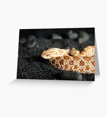 Western Hognose Snake Greeting Card