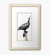 Pelican No.5 Framed Print