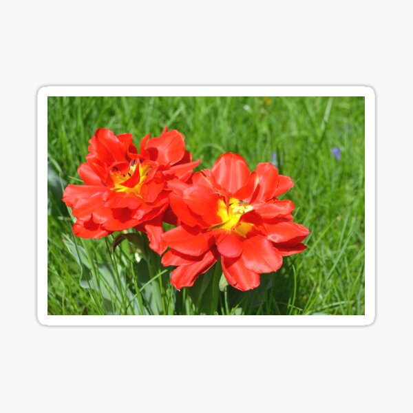 Item preview, Red Double Tulips designed and sold by Kathleen Brant.