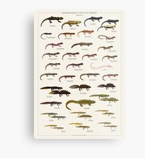 Salamanders & Newts of Europe Metal Print
