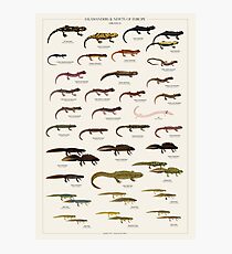 Salamanders & Newts of Europe Photographic Print