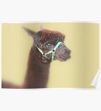 Alpaca - Brown - Poster