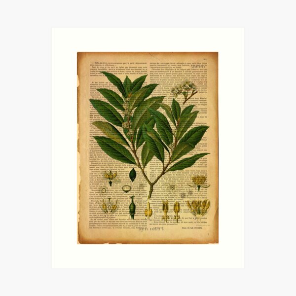 Botanical print, on old book page Art Print