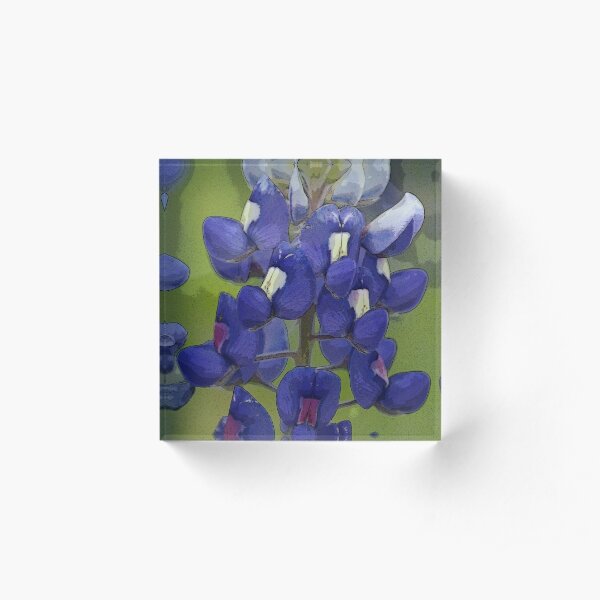 Texas Bluebonnet Acrylic Block
