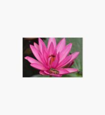 LOTUS Art Board