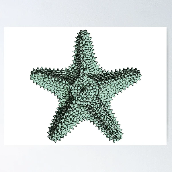 Antique Sea Starfish Illustration Poster for Sale by surgedesigns