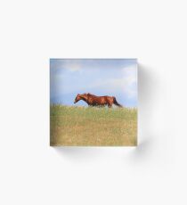 Gelding Acrylic Block