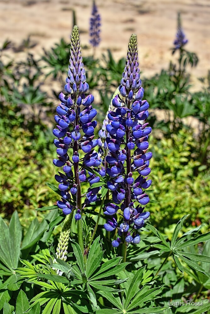 "Lupinus Perennis (wild perennial lupine)" by Lanis Rossi ...