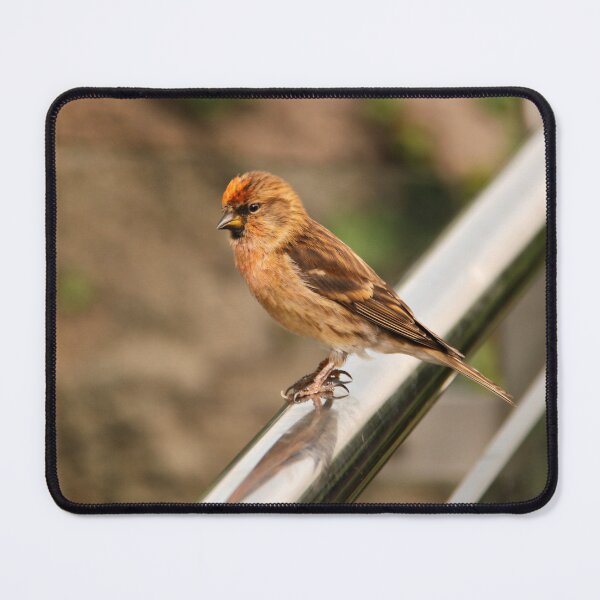 Item preview, Little Bird designed and sold by coffeebean.