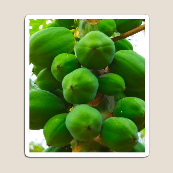 Green Paw Paw Papaya Magnet