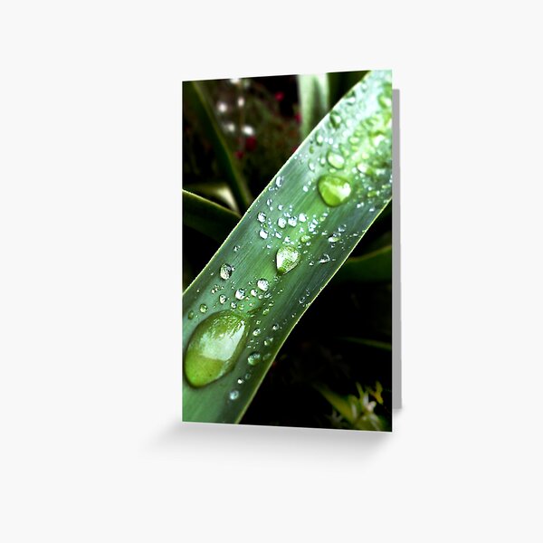green drops Greeting Card