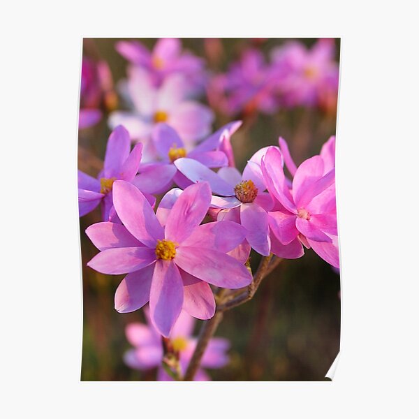 Pink everlastings Poster
