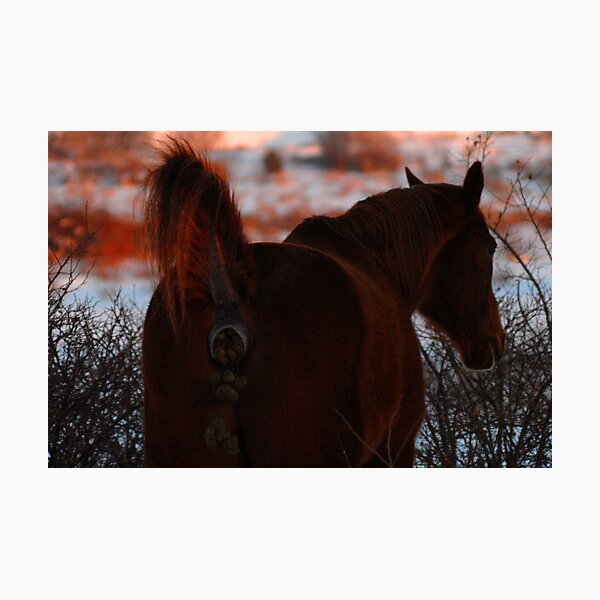 Don't be a horse's a@#!!! Photographic Print