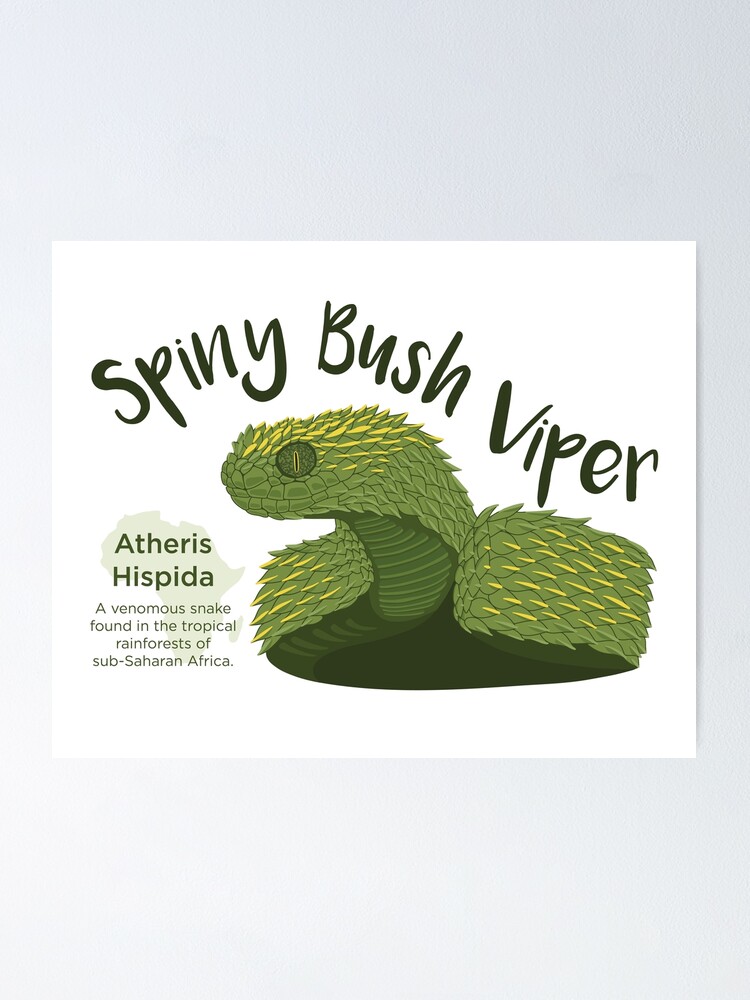 Spiny Bush Viper Poster for Sale by Influnecedby