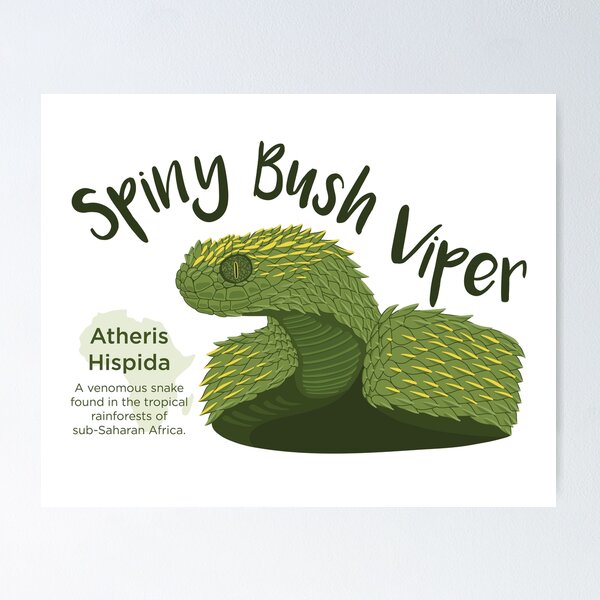 Spiny Bush Viper Poster for Sale by Influnecedby