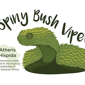 Spiny Bush Viper l Startling Toxicity - Our Breathing Planet