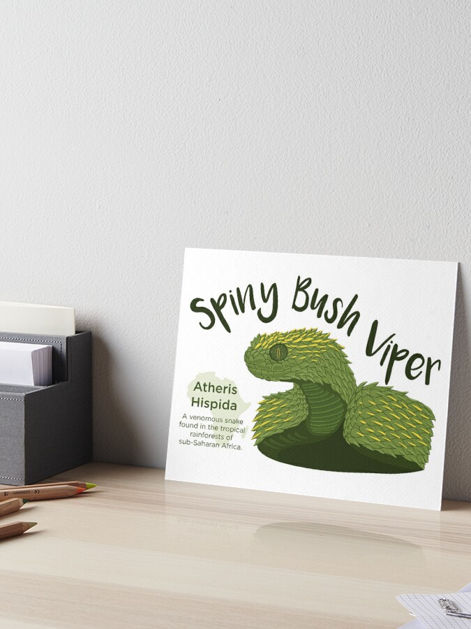 Spiny Bush Viper Poster for Sale by Influnecedby