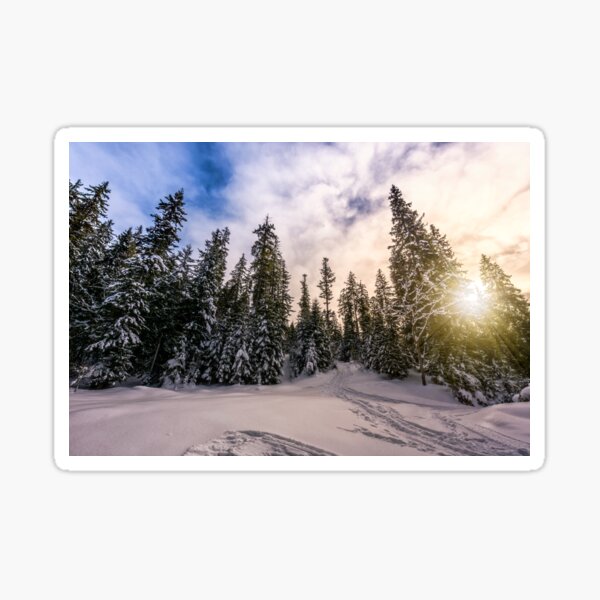 spruce forest on snowy meadow in high mountains Sticker