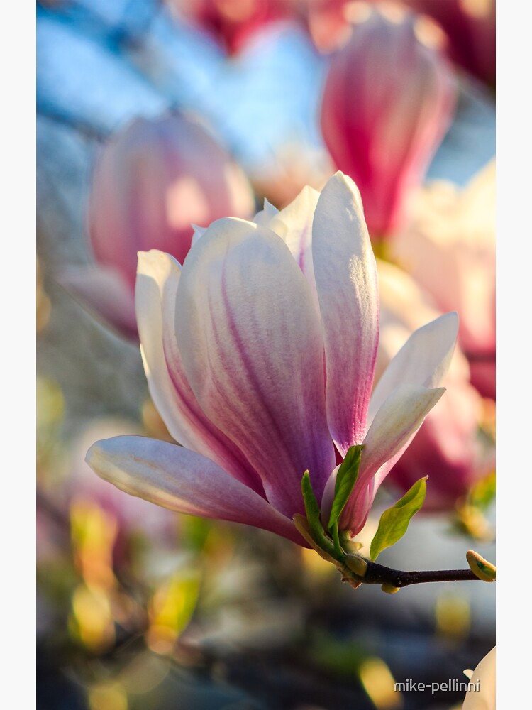 magnolia flowers on a blurry background by mike-pellinni