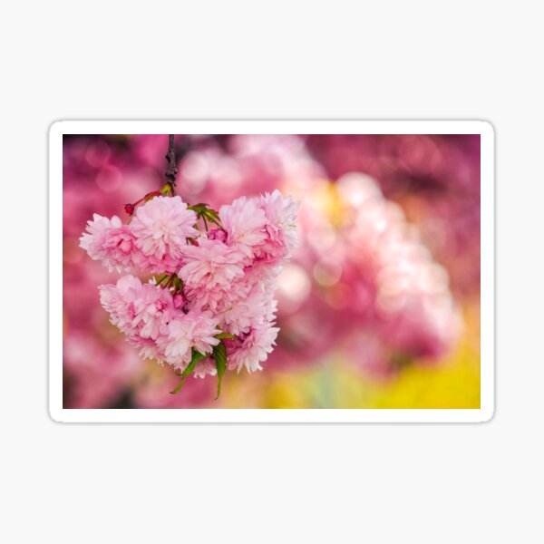 pink flowers of sakura branches Sticker