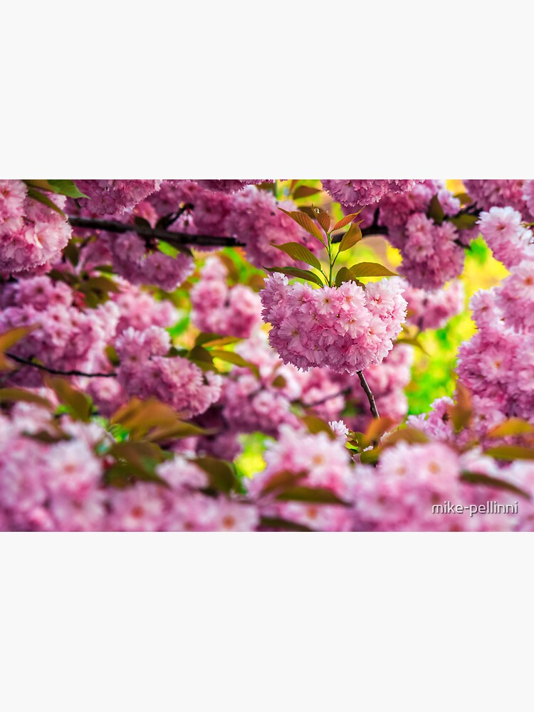 pink flowers of sakura branches by mike-pellinni
