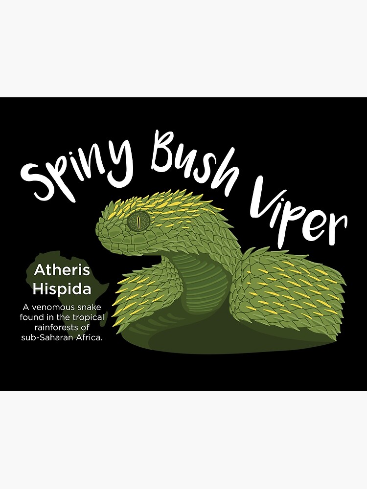 Venomous bush vipers from Africa, 3 species of Atheris snakes in