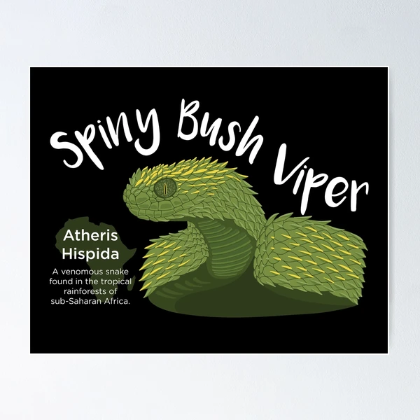 Spiny Bush Viper Poster for Sale by Influnecedby
