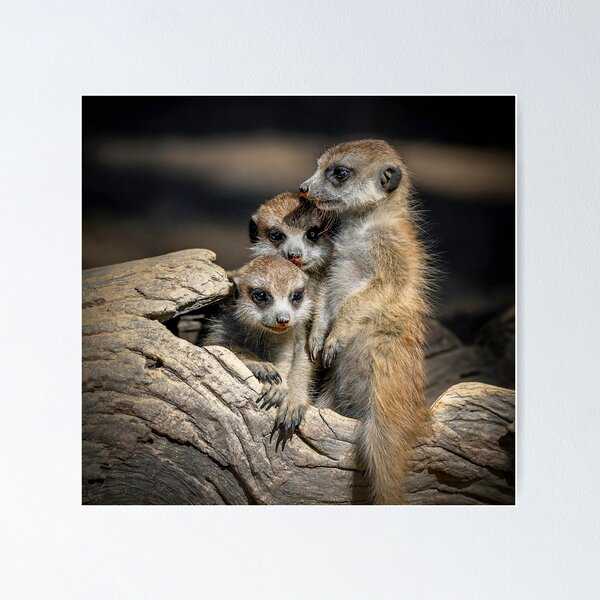 Item preview, Meerkats designed and sold by sandraanderson.
