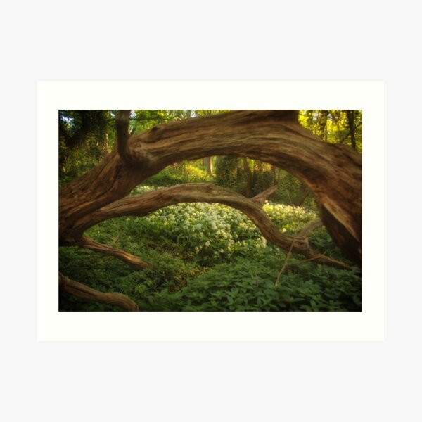 Wild Garlic Woods Art Print