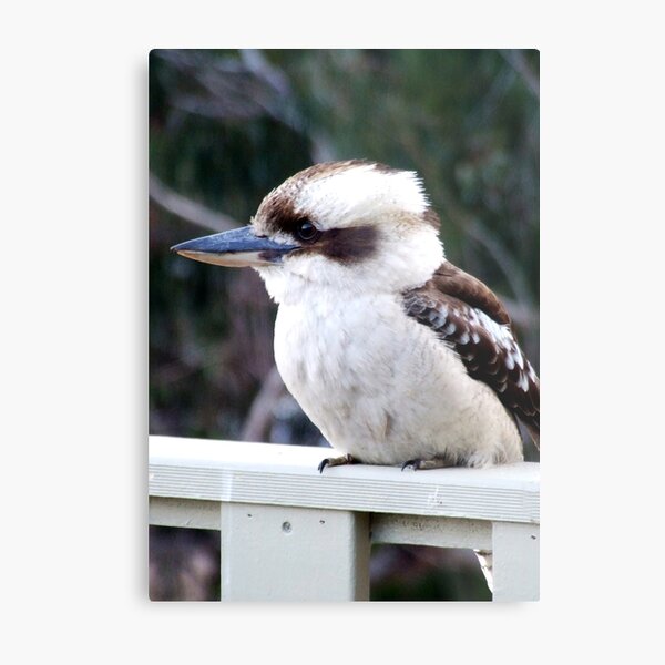 Australian kookaburra Metal Print
