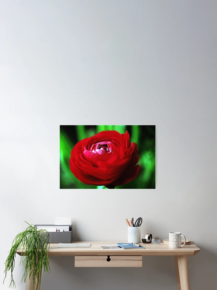 Thumbnail 2 of 3, Poster, Red Ranunculus designed and sold by Debjaphotography.