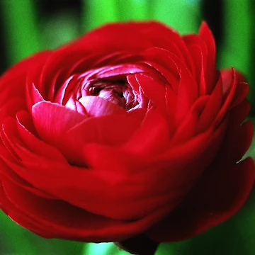 Artwork thumbnail, Red Ranunculus by Debjaphotography
