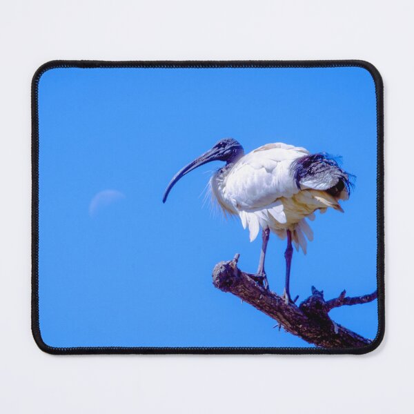 Item preview, The Australian White Ibis designed and sold by Steven Jodoin.