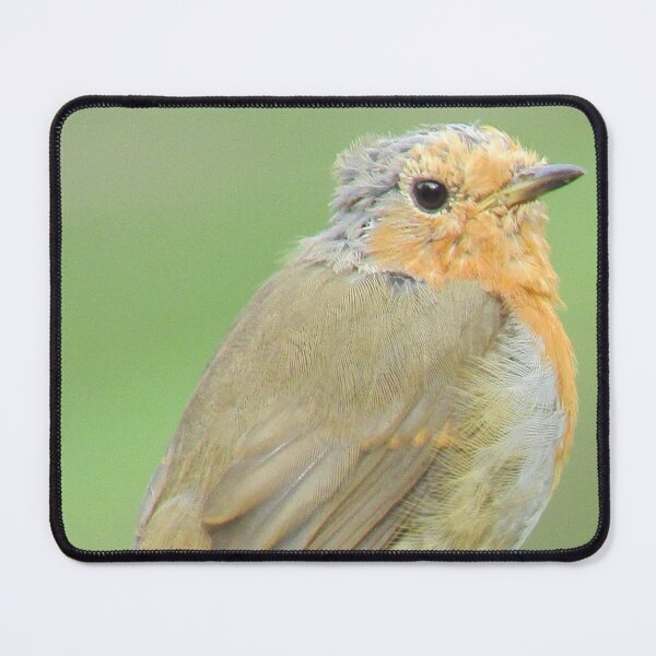 Item preview, Robin Photograph in Cannock Chase designed and sold by Paulele.