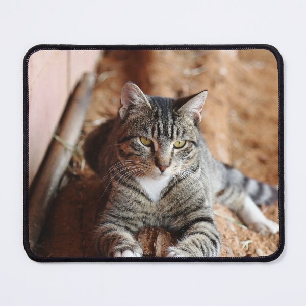Item preview, Barn Cat designed and sold by Olivia Plasencia.