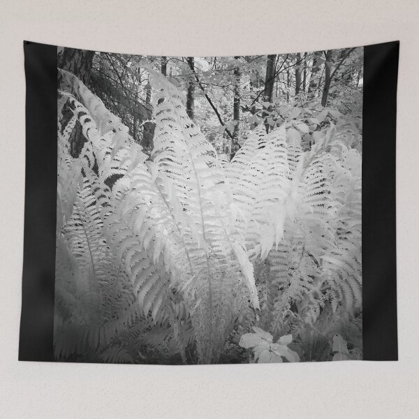 Item preview, Ferns in white. Infrared bw photography designed and sold by Jouko Lehto Photography.