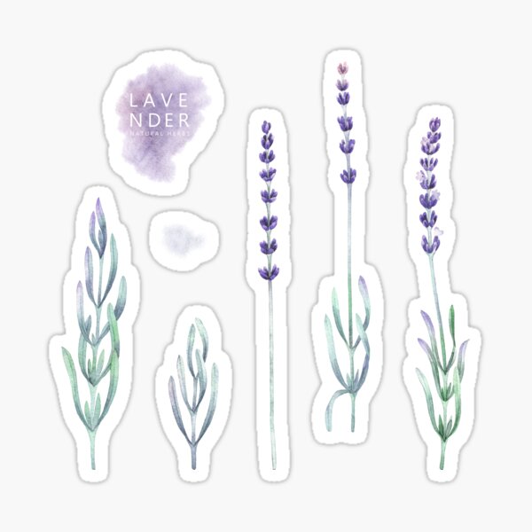 Watercolor lavender collection Sticker