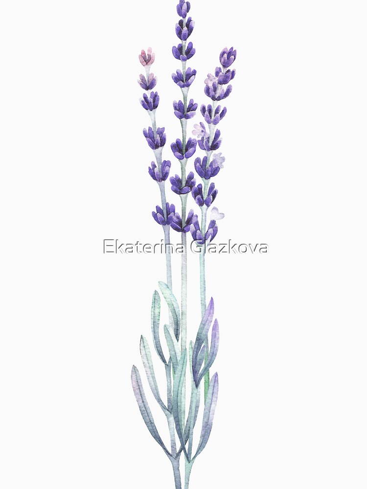Watercolor lavender by Glazkova