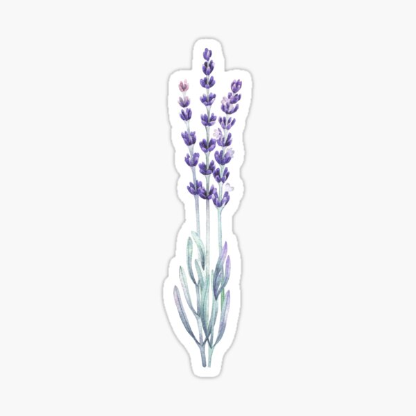 Watercolor lavender Sticker