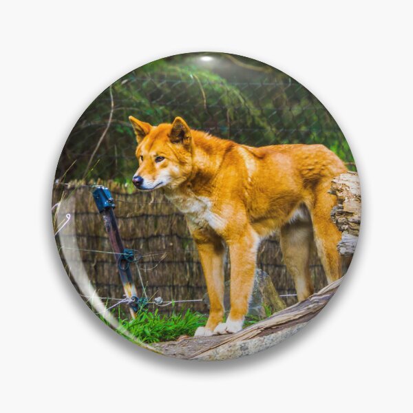 Item preview, Dingo on the Alert designed and sold by Steven Jodoin.