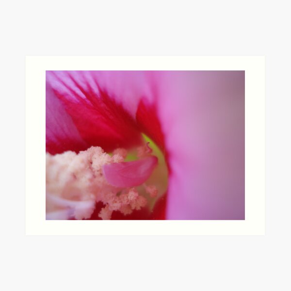 pink hibiscus 2 Art Print