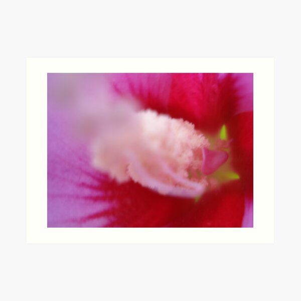 pink hibiscus 3 Art Print