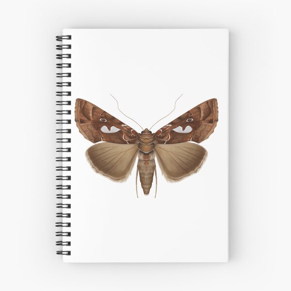 Aperçu de l'œuvre Peinture de l'arpenteuse bilobée créée et vendue par M. "Moth Monarch" Capaldi.