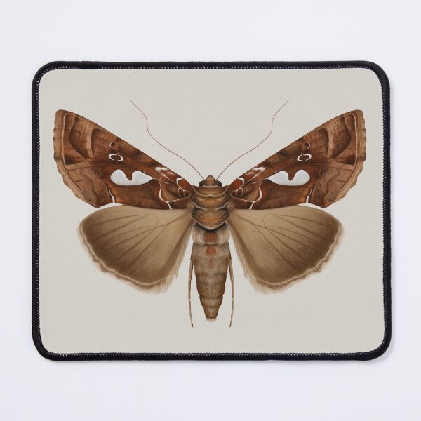 Item preview, Bilobed Looper Moth Painting designed and sold by M. "Moth Monarch" Capaldi.