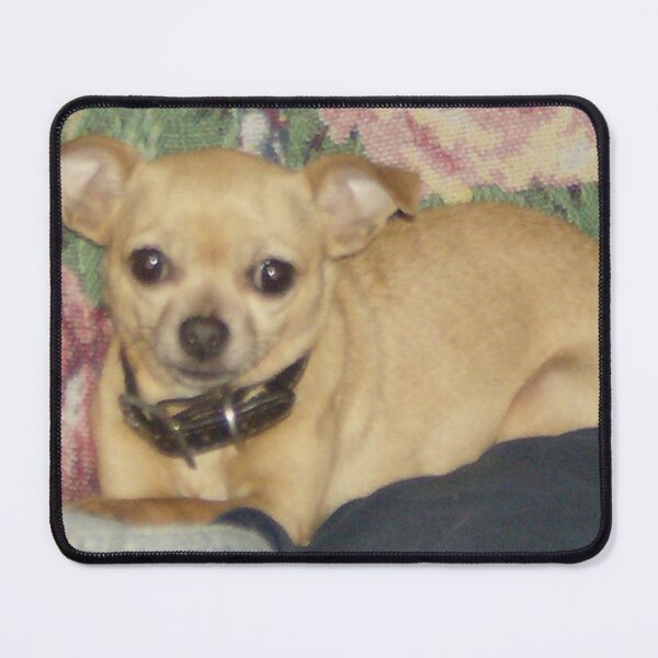 Item preview, Chihuahua resting designed and sold by AlicesArtistry.