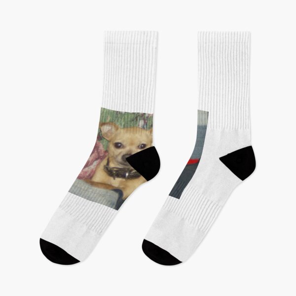 Item preview, Chihuahua resting designed and sold by AlicesArtistry.