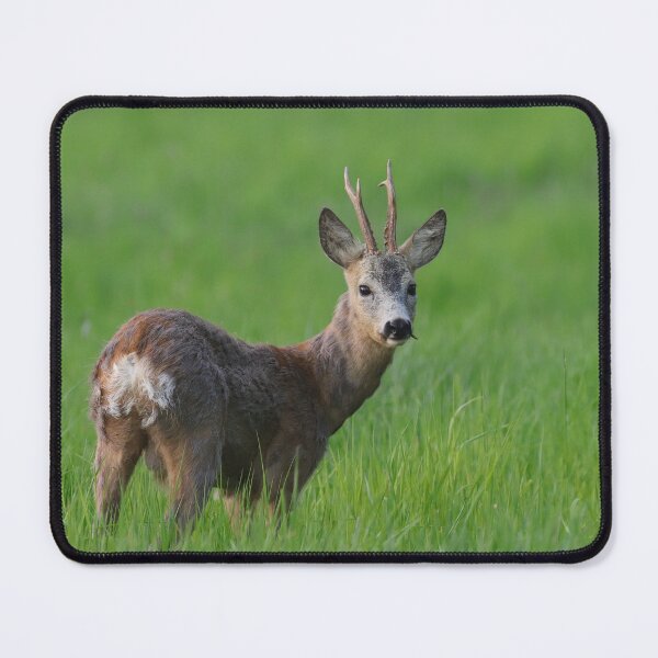 Item preview, Roebuck designed and sold by ART-SUNRISE.